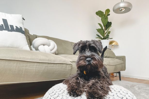 Pro Aqua Vivenso: Die optimale Lösung für Allergiker und Haustierbesitzer