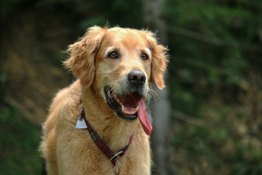 Urlaub mit Hund