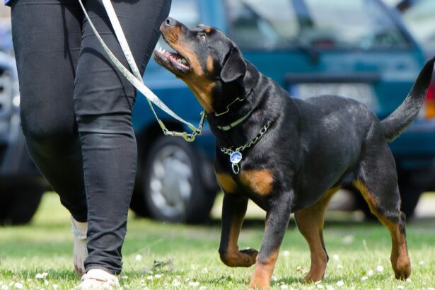 Wie eine Hundeschule deinem Vierbeiner hilft