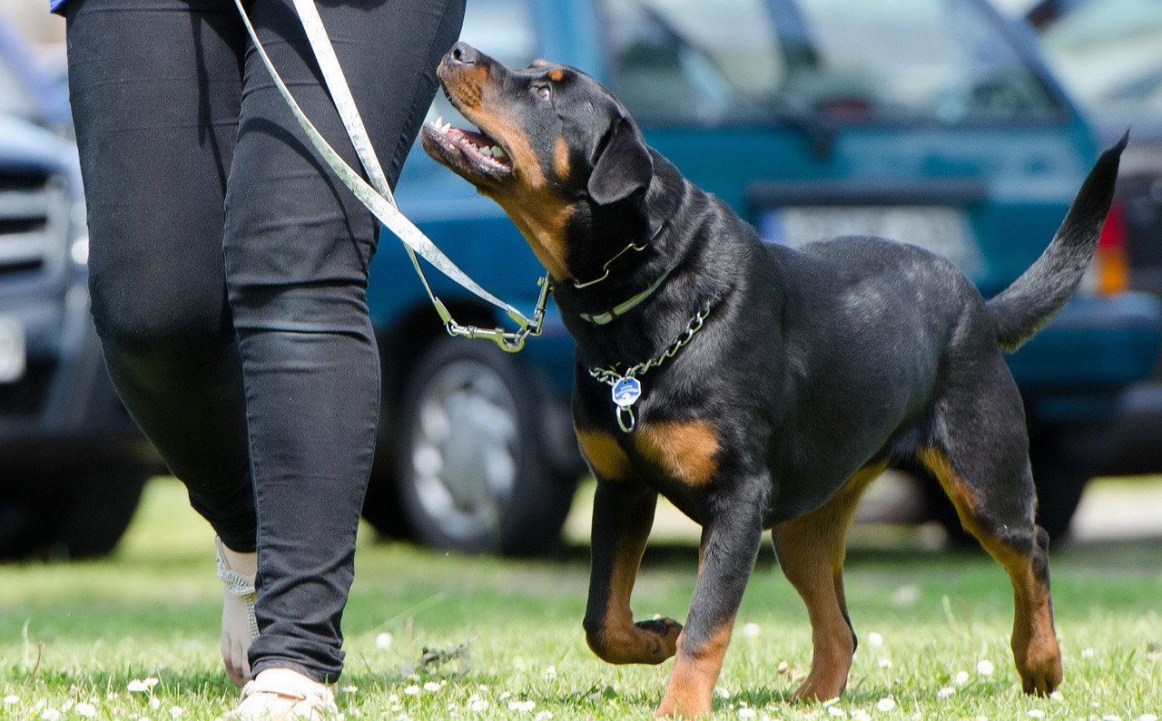 Wie eine Hundeschule deinem Vierbeiner hilft