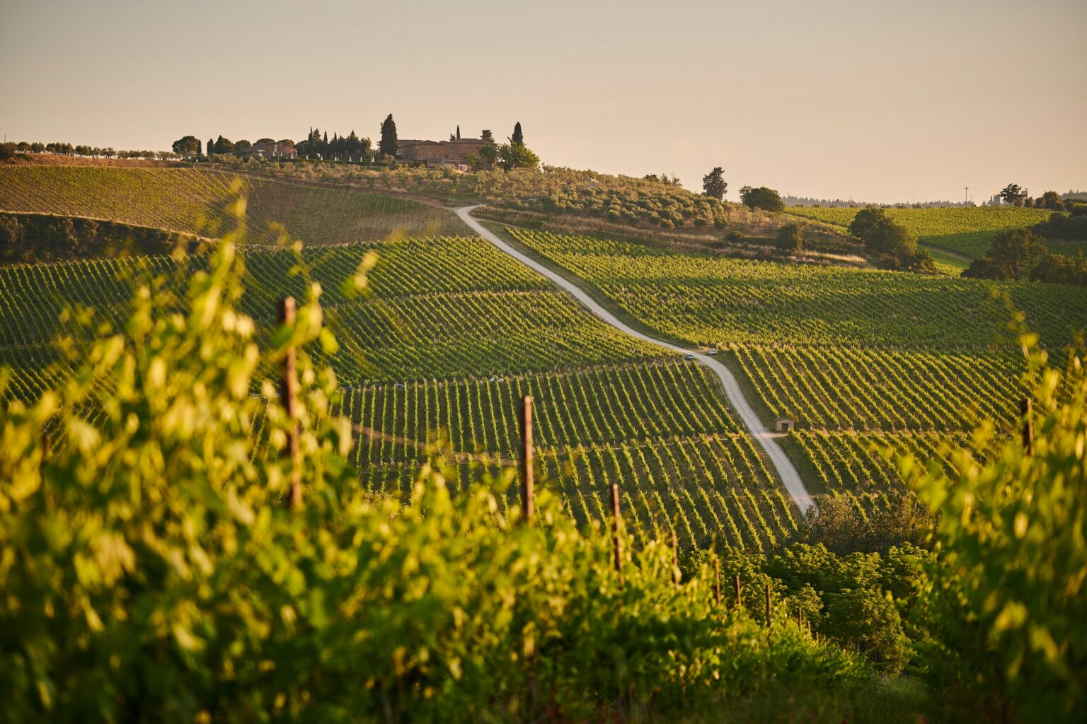 Sauvignon Blanc trocken