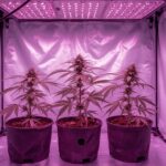 Cannabis-Heimanbau in Deutschland 2026: Was unter dem CanG erlaubt ist