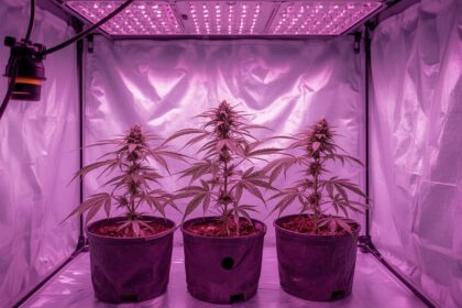 Cannabis-Heimanbau in Deutschland 2026: Was unter dem CanG erlaubt ist