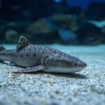 Katzenhaie im Heimaquarium 2026