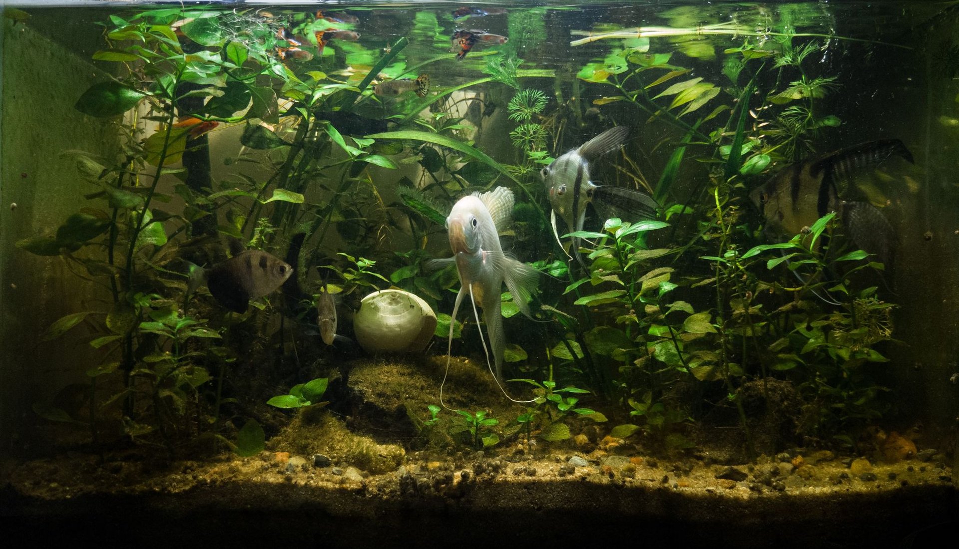 Cyanobakterien im Aquarium: Blaualgen erkennen und beseitigen