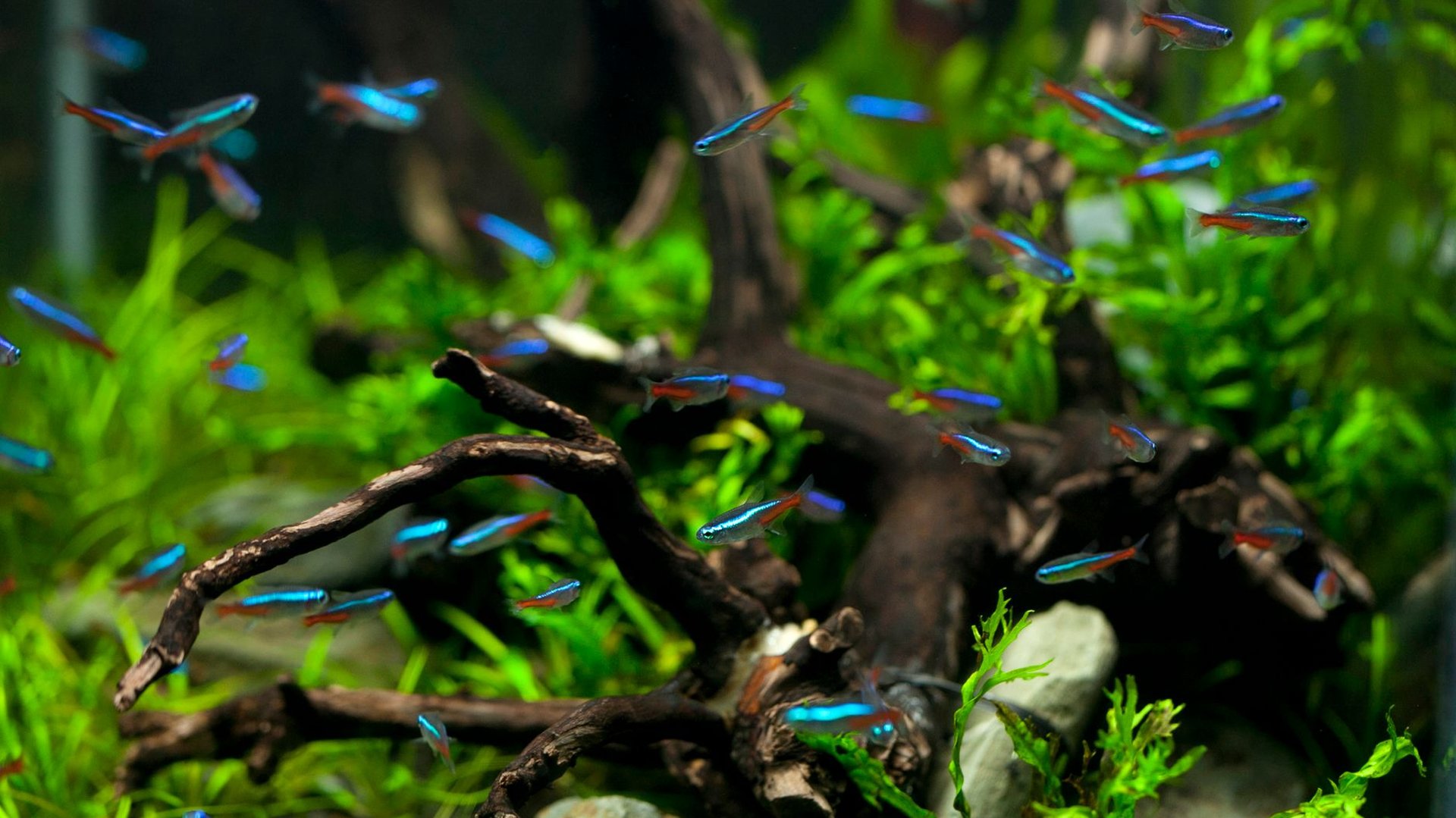 Bartalgen im Aquarium: Ursachen erkennen und beseitigen
