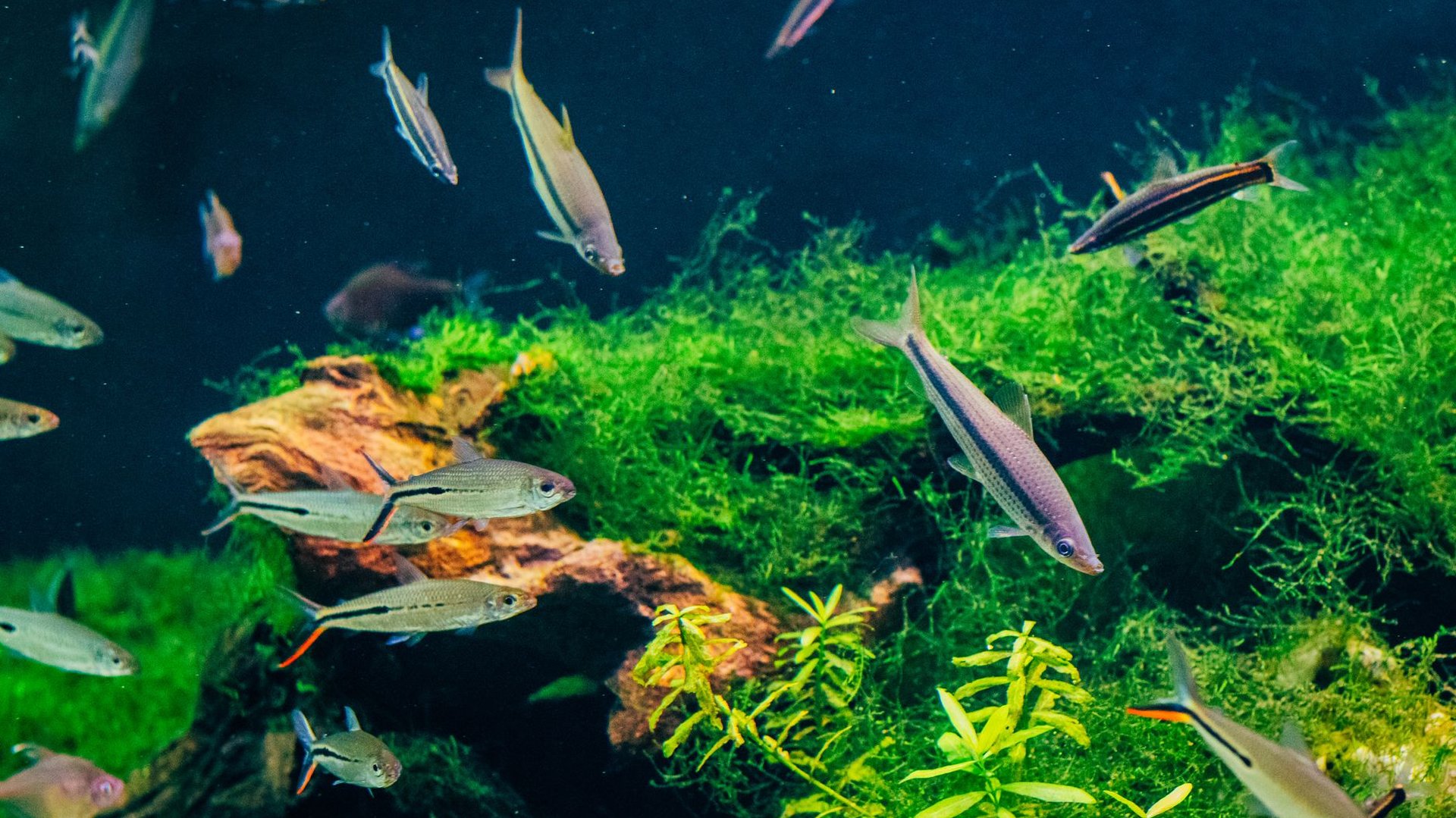 Grüne Algen im Aquarium: vier Typen und was gegen sie hilft