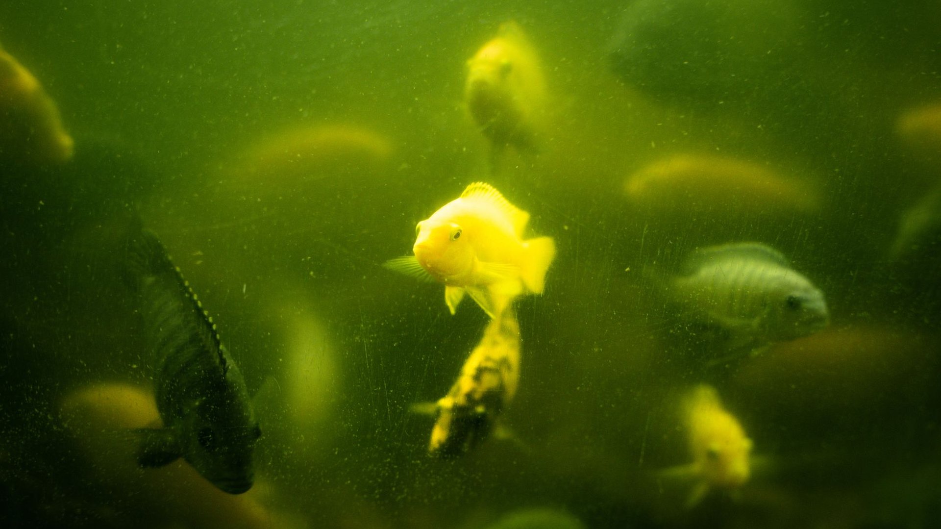 Aquarium Wasser trüb: Ursache an der Farbe erkennen