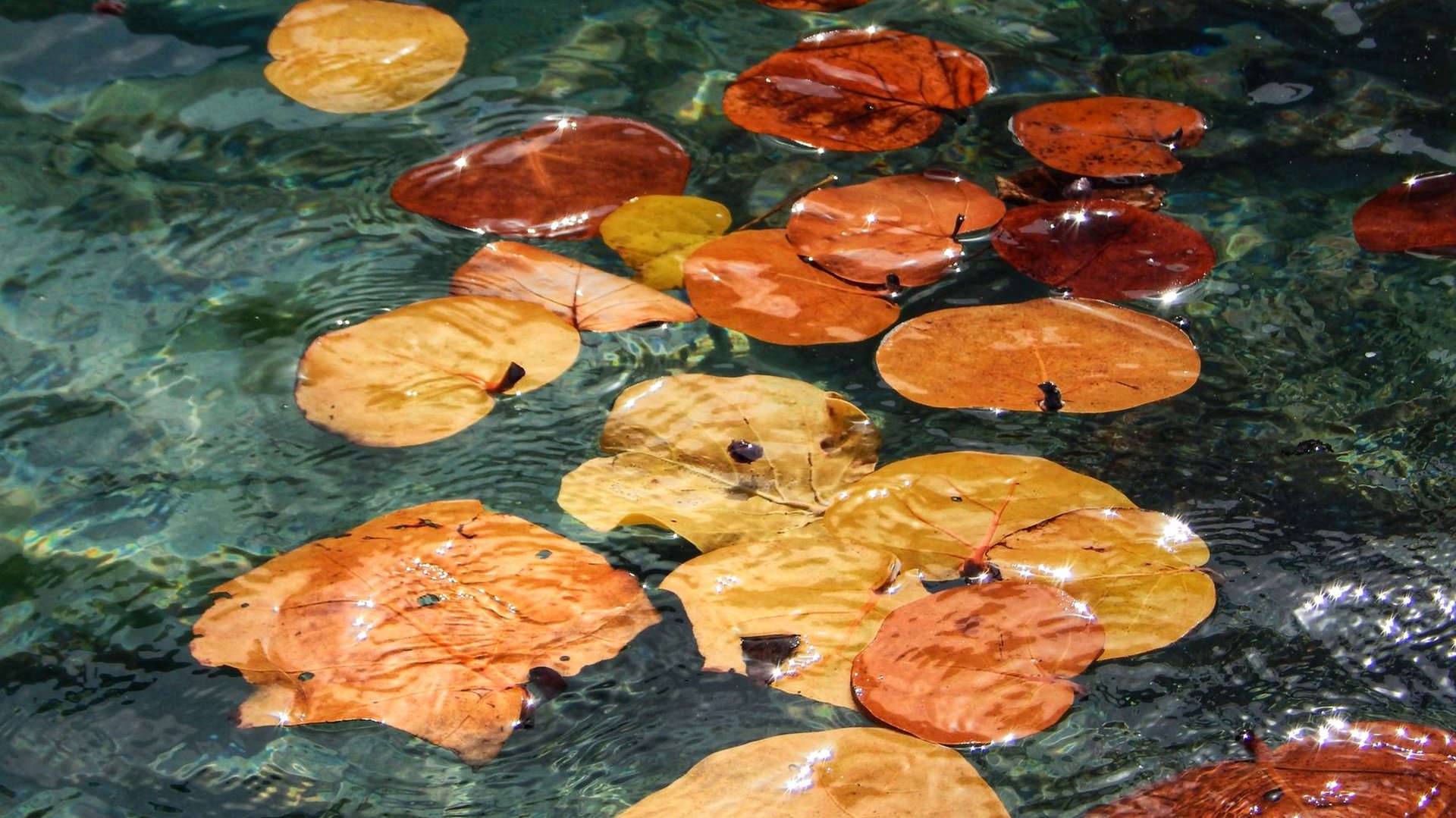 Seemandelbaumblätter im Aquarium: Wirkung und Dosierung