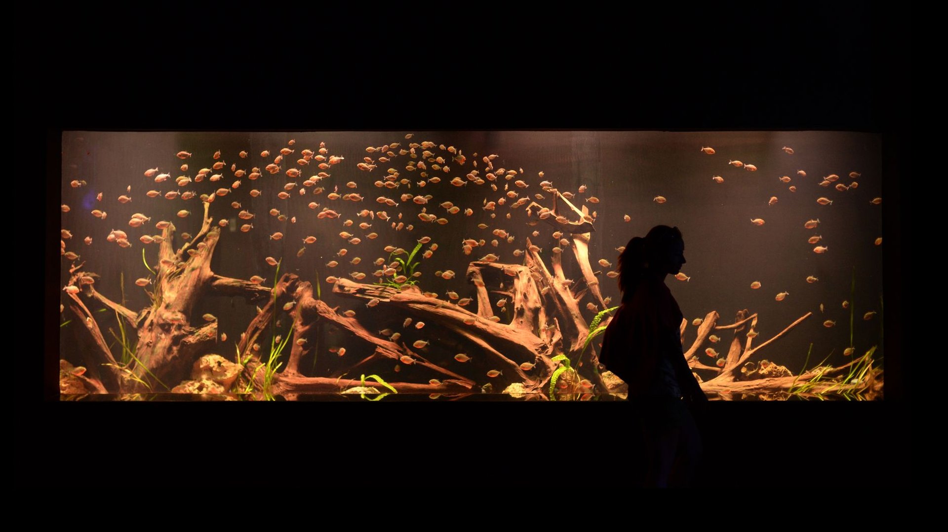 Aquarium Licht Dauer: wie lange die Beleuchtung laufen sollte