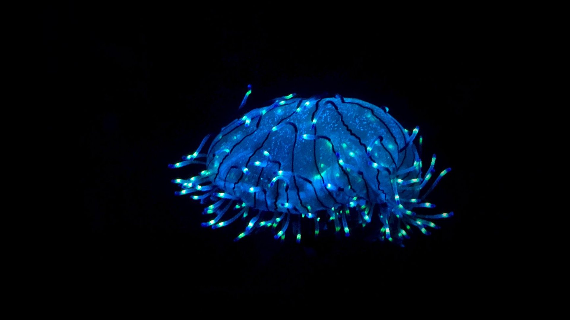 Blaues Licht im Aquarium: wann es sinnvoll ist und wann nicht