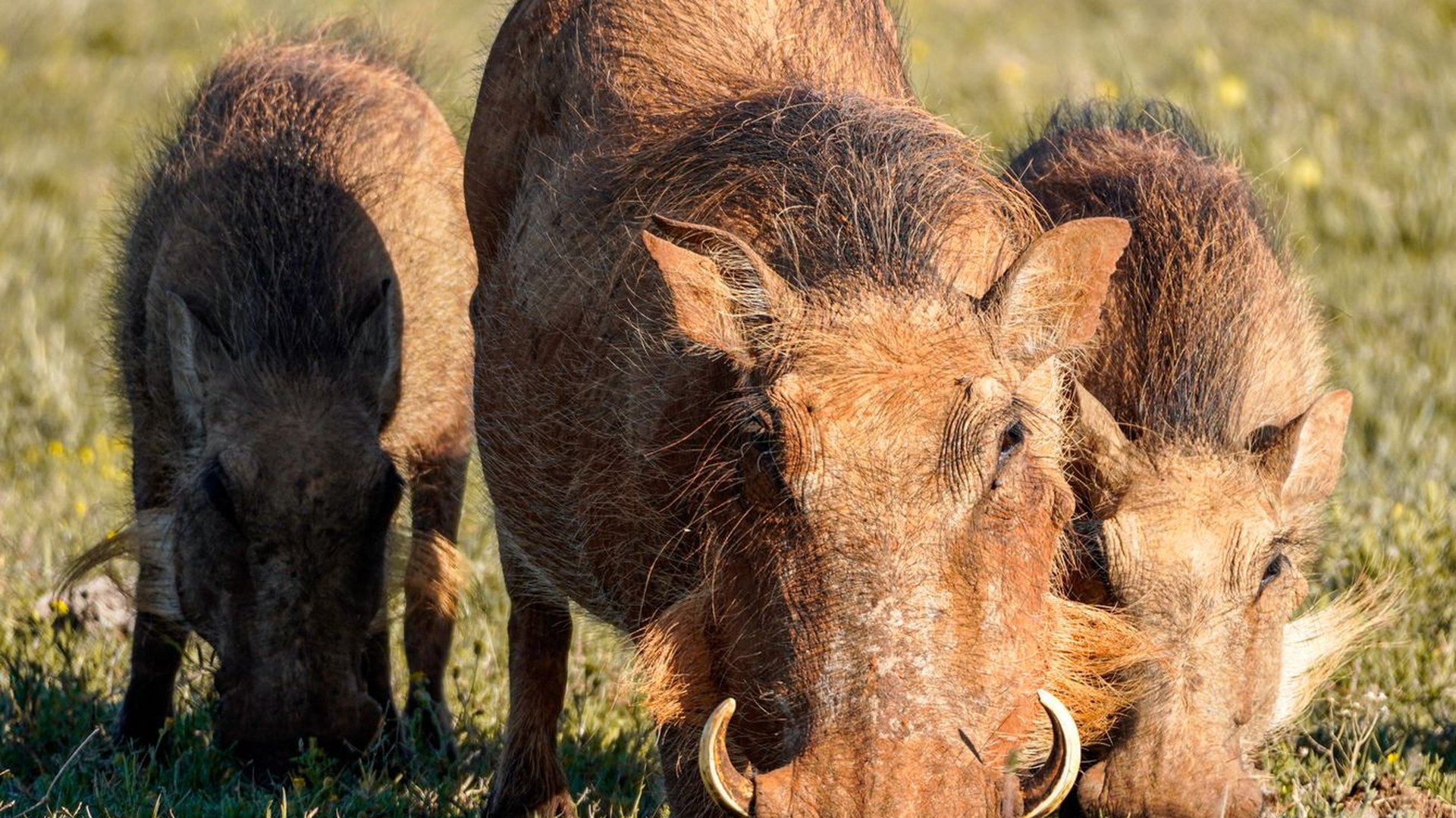 Hässliche Tiere: 10 Arten und wofür ihr Aussehen gut ist