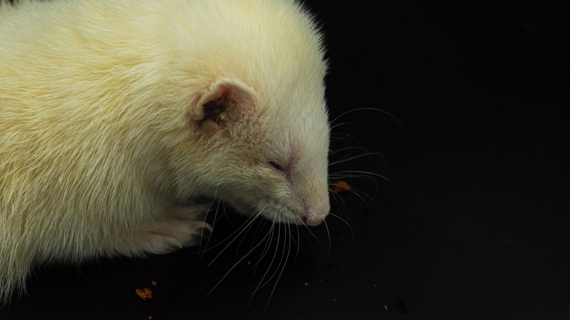 Albino-Tiere: Ursache, Abgrenzung und Überlebenschancen