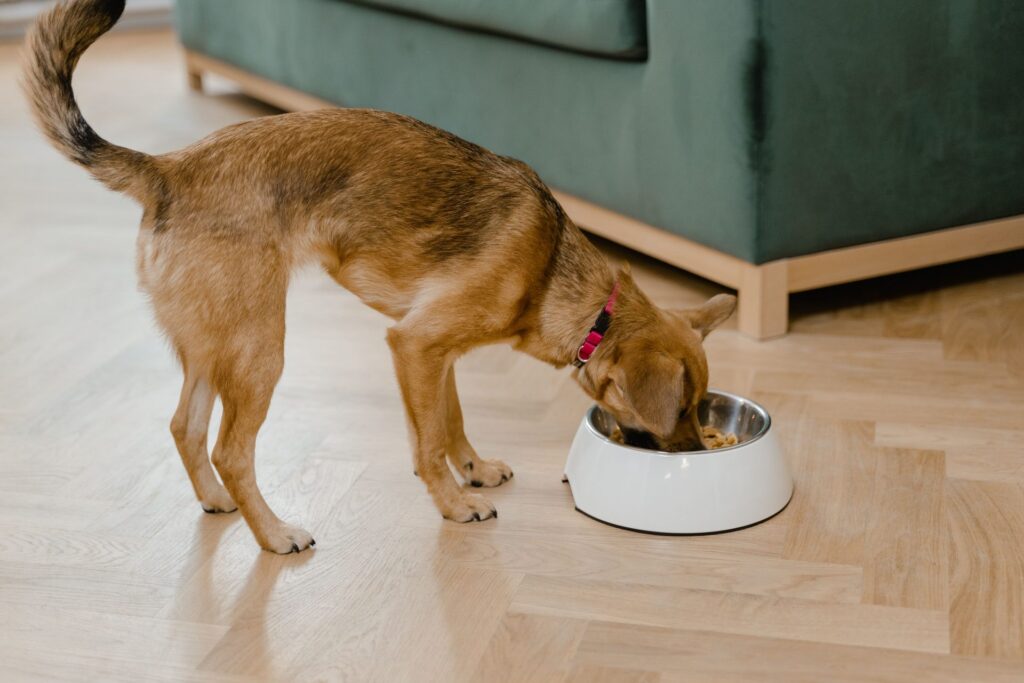Hund gesund füttern: Futter, Mengen und häufige Fehler