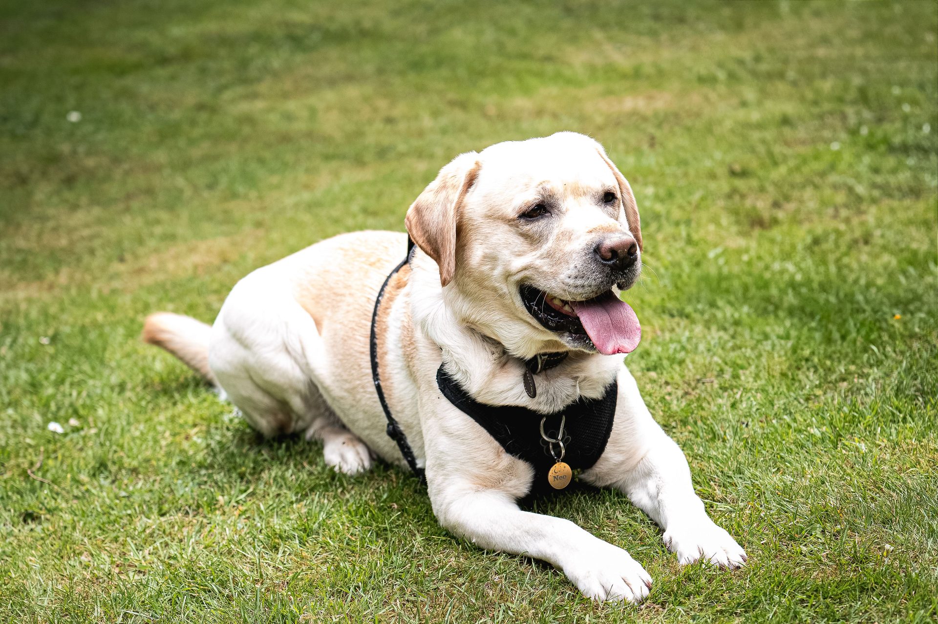 Erwachsener Labrador Retriever liegt entspannt mit heraushängender Zunge im Gras