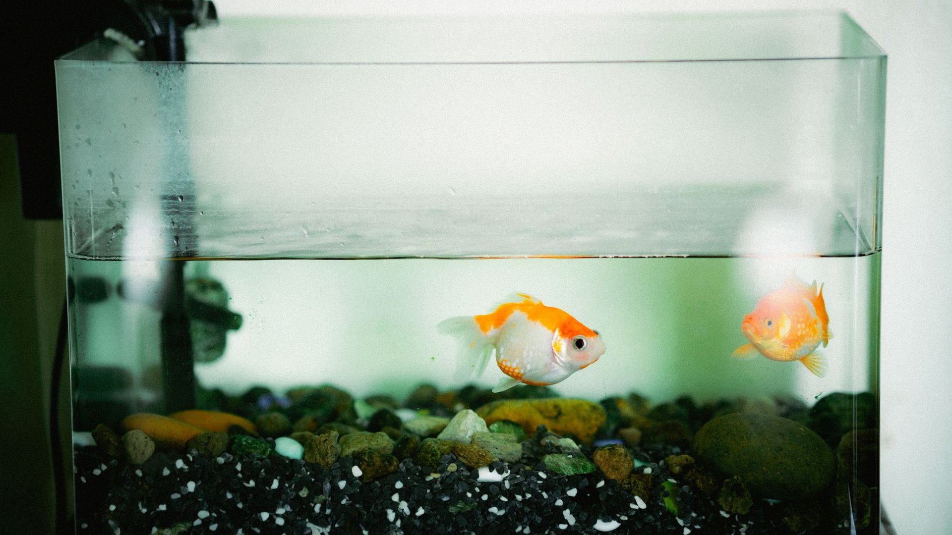 Kleines Aquarium mit eingehängtem Filter in der linken Ecke und Kiesboden