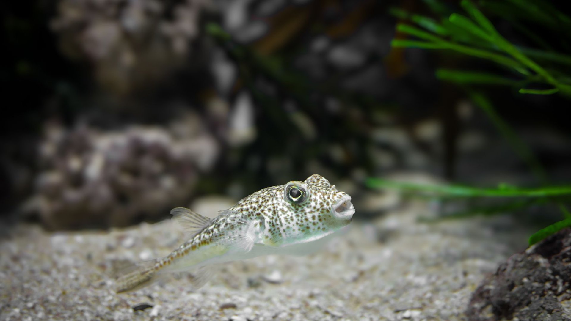 Kugelfisch über feinem Sandboden in einem Aquarium