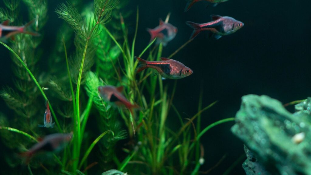 Aquarium-Wasserwechsel: Wie oft, wie viel und wie geht es richtig?