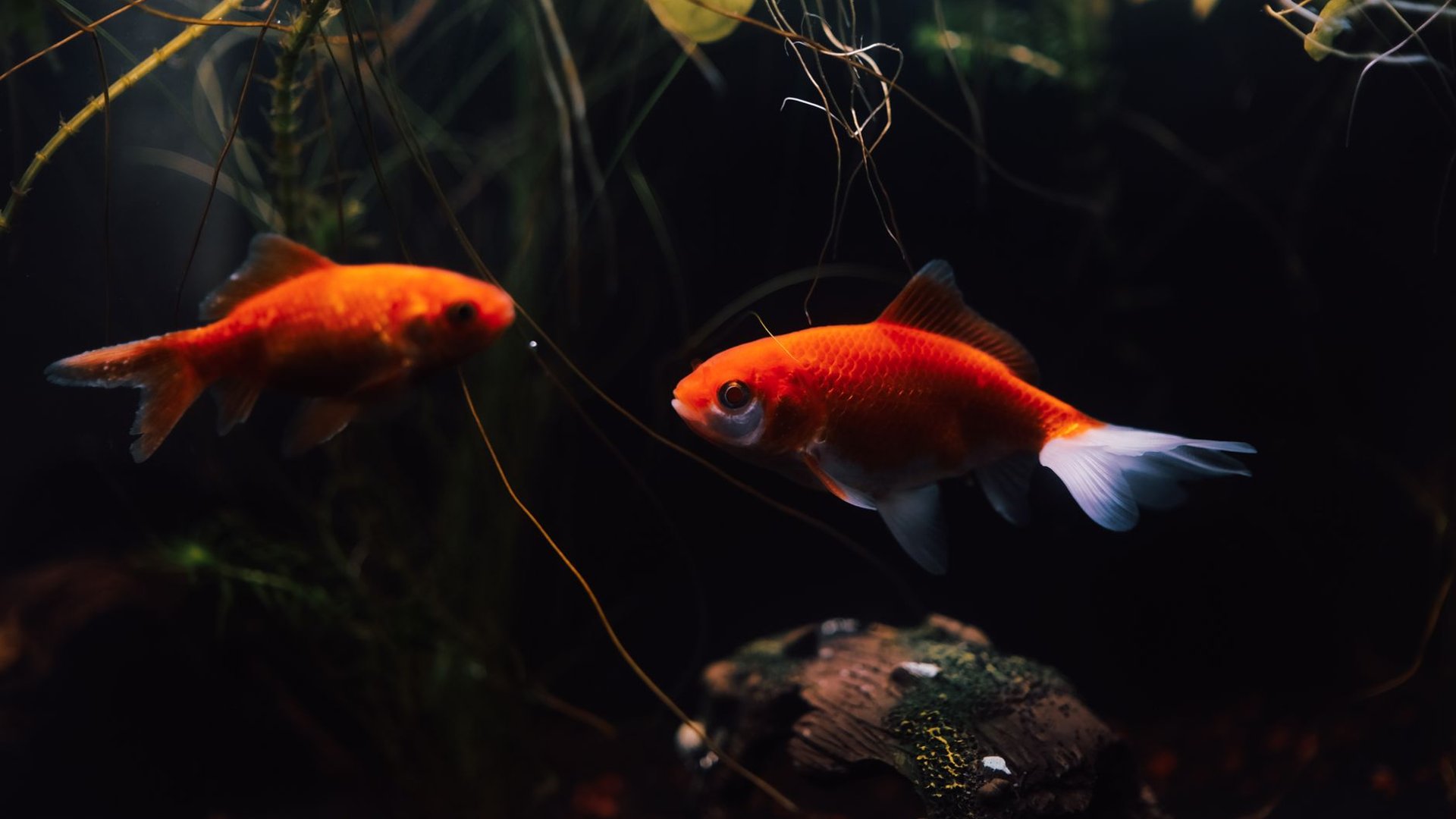 Zwei Goldfische in einem dunkel gestalteten, bepflanzten Aquarium