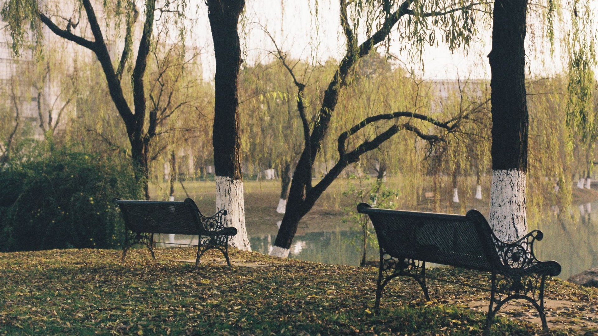 Zwei leere Parkbänke mit Abstand an einem ruhigen See im Herbst, Sinnbild für eine Trennung trotz Liebe
